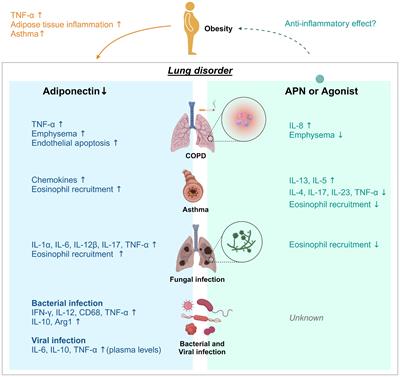 Regulation of lung inflammation by adiponectin